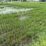 taue 25.7.5 naeue