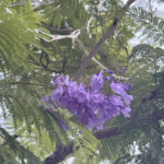 jacaranda