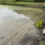 taue 26.6