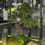 bonsai-tai